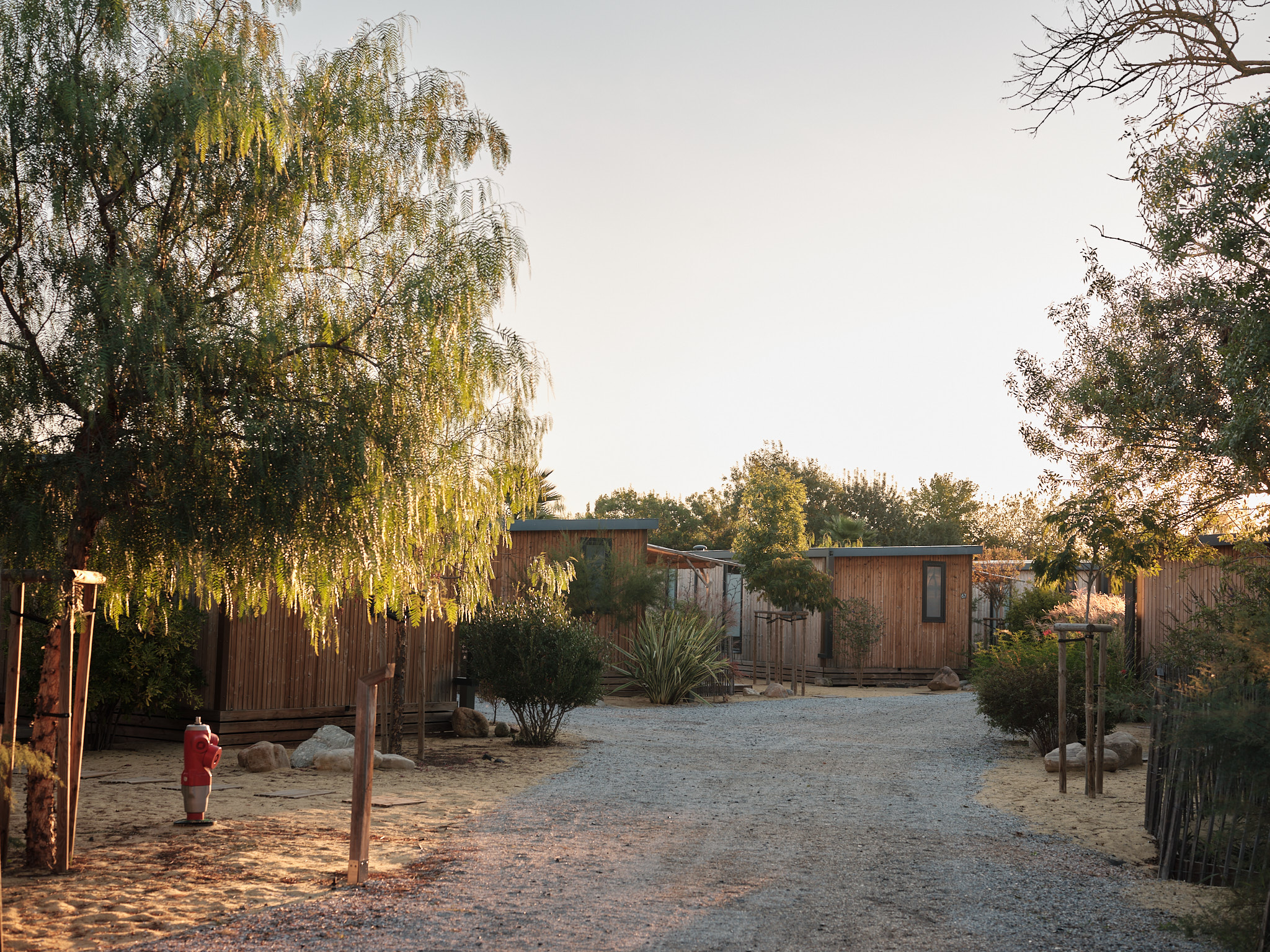 Backyard with gravel ground, wooden privacy fence, and tall trees bathed in warm late-afternoon light; houses visible beyond the fence.