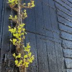 Climbing plant with bright green, lobed leaves growing up a weathered wooden trunk beside a dark textured wall.