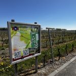 Vineyard rows with pruned vines and a large wooden signboard in the foreground displaying information in Dutch. Debris and yellow flowers along the path edge under a clear blue sky.